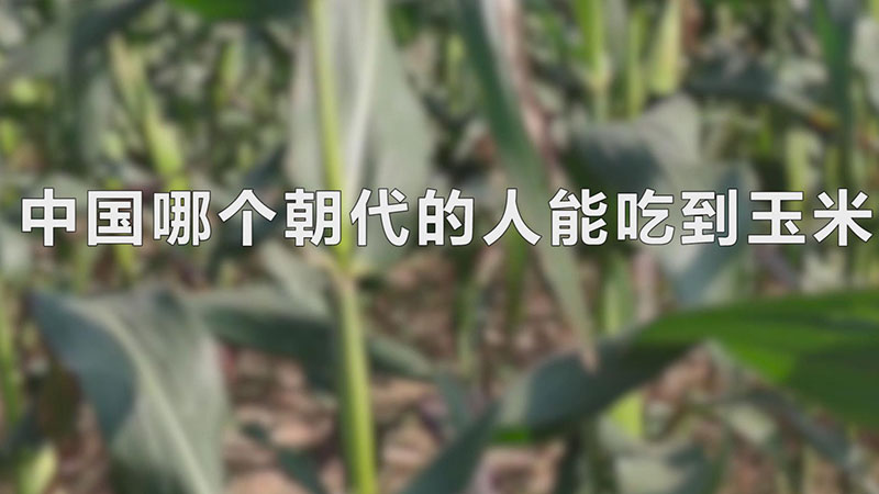 中国哪个朝代的人能吃到玉米?(中国哪个朝代的人能吃到玉米蚂蚁)