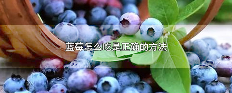 蓝莓怎么吃是正确的方法(蓝莓作用与功效)