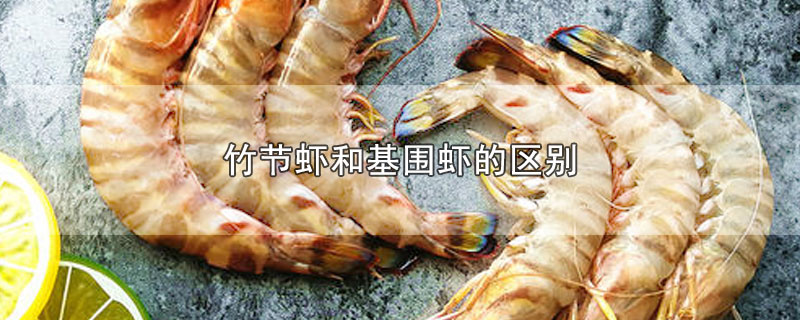 竹节虾和基围虾的区别图片(竹节虾和基围虾的区别)