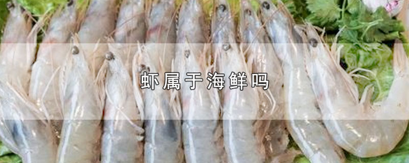 海参属于海鲜类吗(海鲜虾类有哪几种)