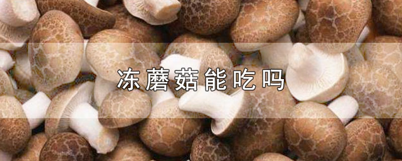 冻蘑菇能吃吗?(速冻的蘑菇可以吃吗?)