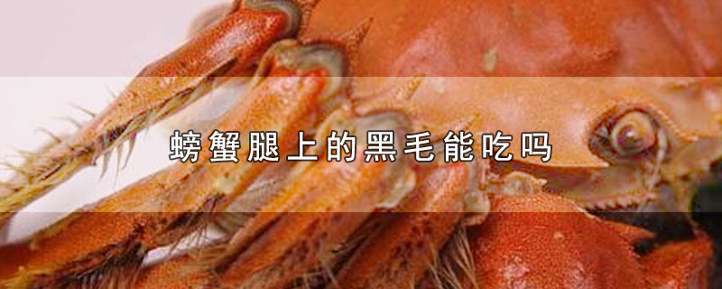 螃蟹腿上有毛能吃吗,螃蟹的前爪那团黑毛能吃吗