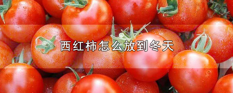 西红柿怎么放到冬天吃(西红柿怎么放到冬天)