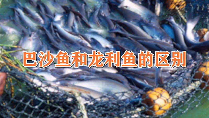 巴沙鱼和龙利鱼的区别的营养价值(巴沙鱼是淡水还是海鱼?)