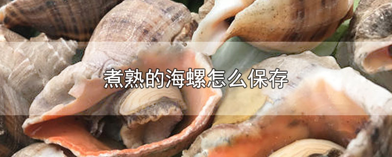 煮熟的海螺怎么保存(煮熟的海螺怎么保存才新鲜)