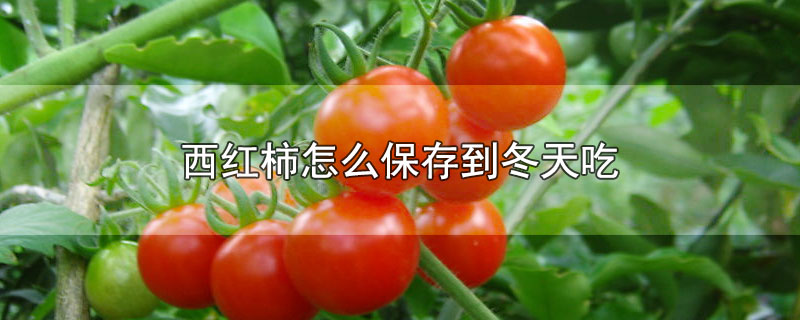 西红柿怎么保存到冬天吃黑木耳(西红柿冬天怎么保存可以放冰箱里吗)