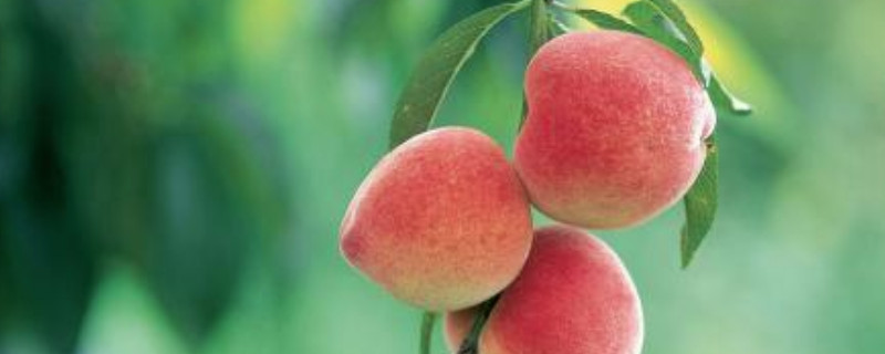 水蜜桃可以放在冰箱里吗?,水蜜桃可以放在冰箱里面保鲜吗