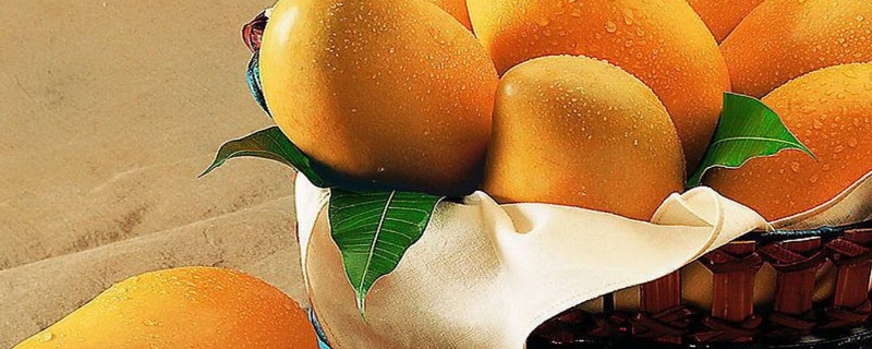 芒果有油漆味是怎么回事能吃吗(芒果的成分和油漆相近吗)