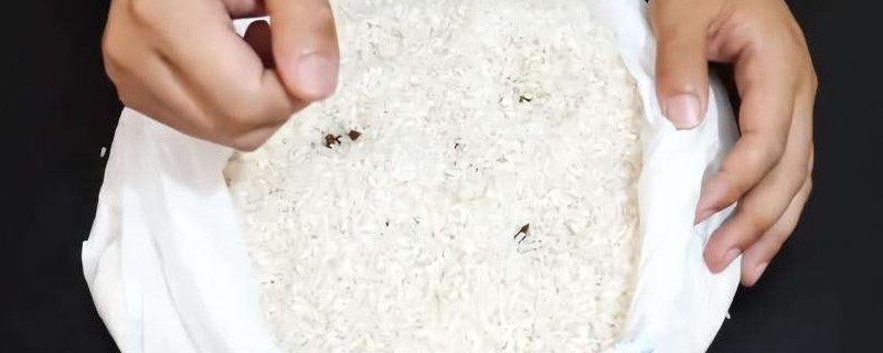 卧室里没有米怎么这么多米虫(家里没有米为什么有米虫)