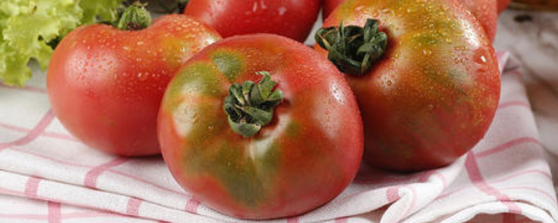 草莓柿子和普通柿子有什么区别图片(什么是草莓柿子)