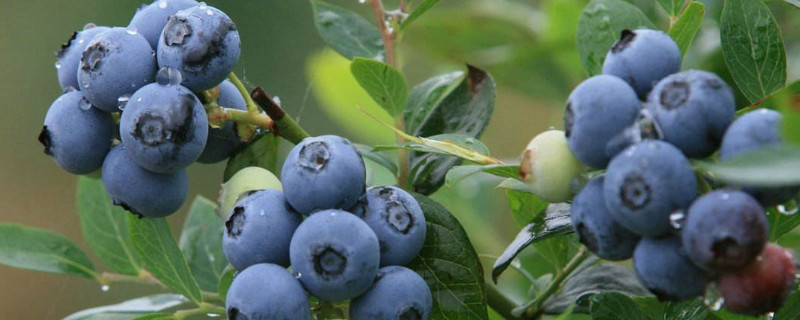 蓝莓一天吃多少为宜可以吃一盒吗(吃蓝莓对身体有什么好处)