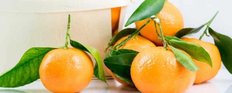 橘子和柑子有什么区别(桔子和橘子一样吗)