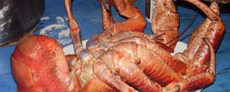 椰子蟹多少钱一斤(椰子蟹能吃吗蟹是保椰子蟹护动物吗)