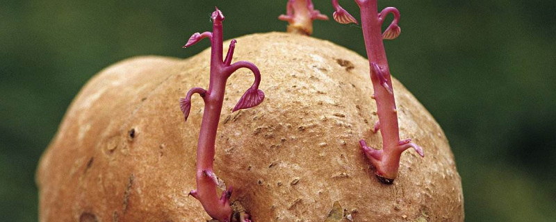 红薯发芽了怎么种土里红薯切块种植(红薯直接种在土里可以发芽吗)
