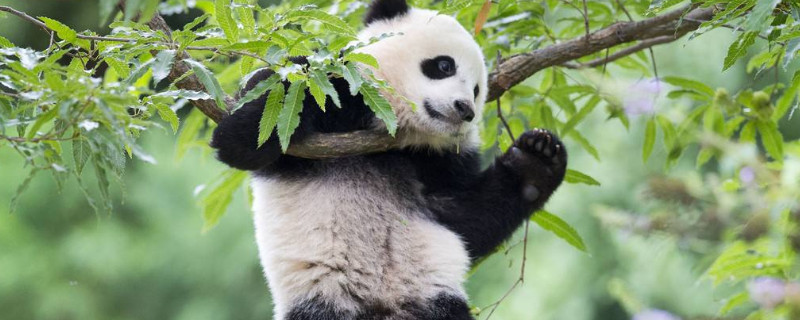 大熊猫的样子(大熊猫)