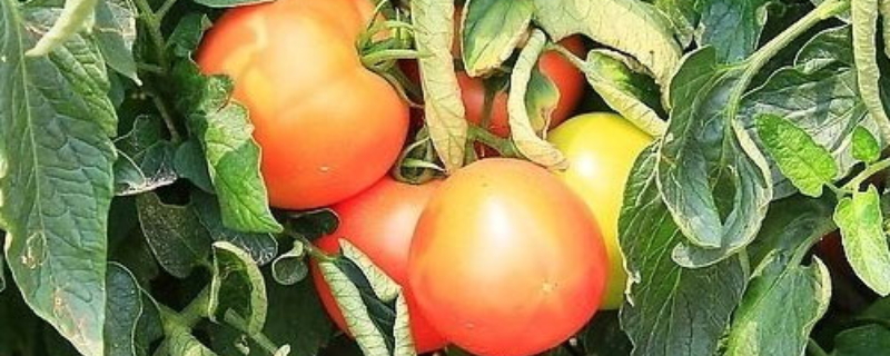 番茄能保存多久,番茄如何保存时间长