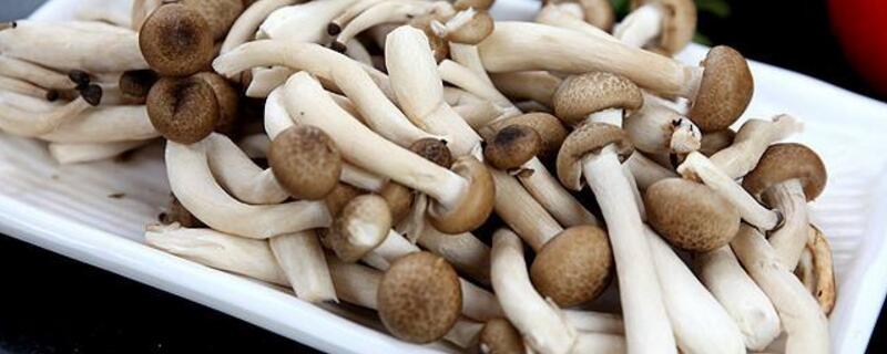 白玉菇跟蟹味菇可以一起吃吗(蟹菇和白玉菇能放一起吃吗)