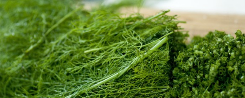 小茴香菜的功效与作用及食用方法,茴香菜的营养价值及功效