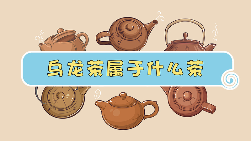 乌龙茶属于什么茶红茶还是绿茶(乌龙茶属于什么茶 功效是什么)