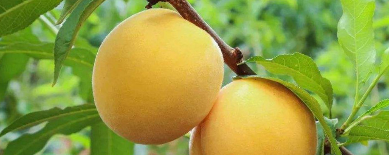 黄金蜜桃与黄桃区别(黄金桃的特点是什么)