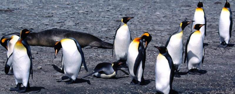 企鹅一般在几月份产卵呢(企鹅一般在几月份产卵 A3月 B4月 C5月 D6月)