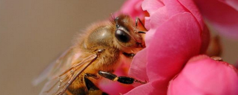 被蜜蜂蛰了眼睛怎么消肿的最快方法(被蜜蜂蛰了眼睛怎么消肿止痒的最快方法)