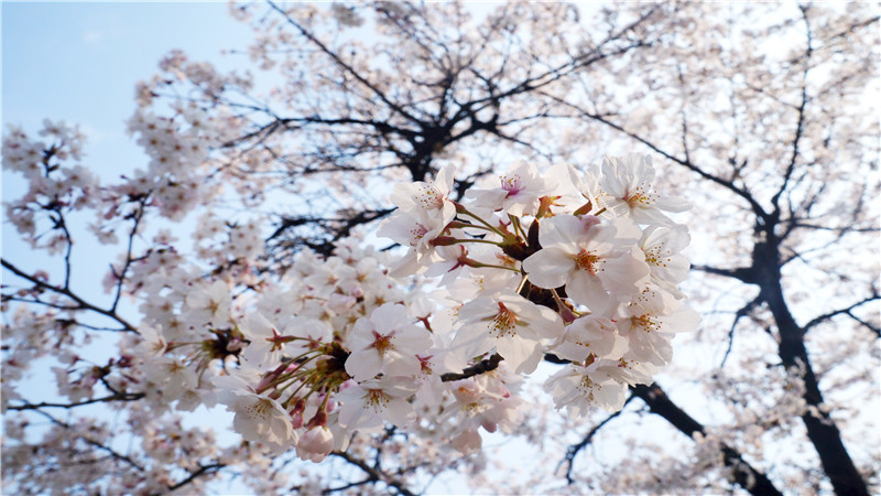 樱花用日语怎么说sakula(sakura除了樱花还有什么意思)