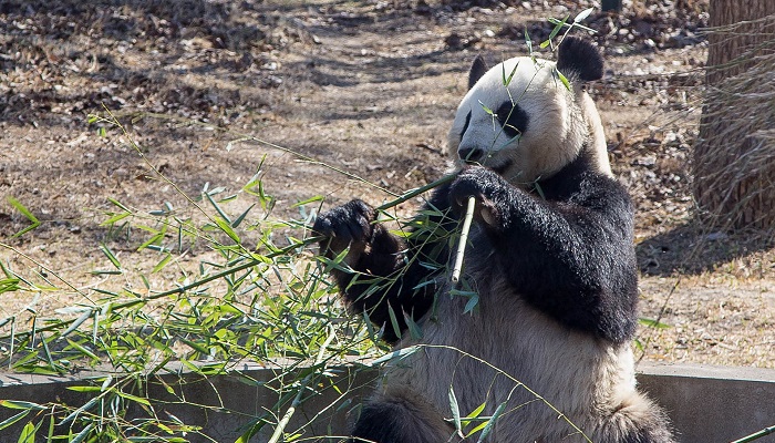 大熊猫生活环境特点是怎样的(大熊猫生活环境特点图片)