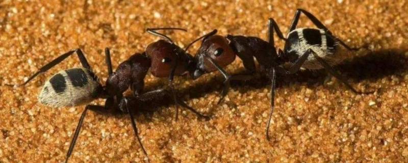 蚂蚁有几只脚正确答案(蚂蚁有几只脚图片)