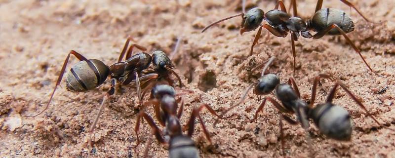 蚂蚁吃什么食物为主(昆虫记红蚂蚁吃什么食物)