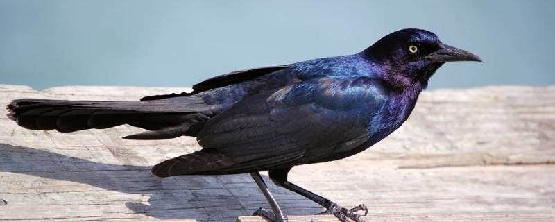 最常见黑色的鸟叫什么,最常见黑色的鸟