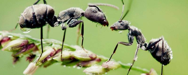 蚂蚁触角的作用是什么?(蚂蚁触角的作用是什么 ppt)