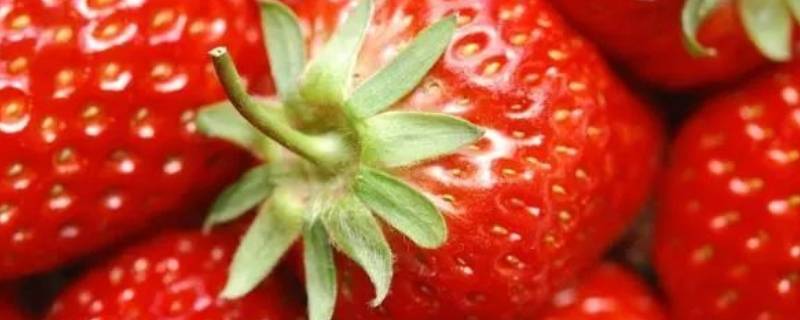 草莓蒂能吃吗(草莓可以吃了吗)
