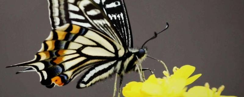 蝴蝶是什么虫子变成的图片(蝴蝶是什么虫子变成的?)