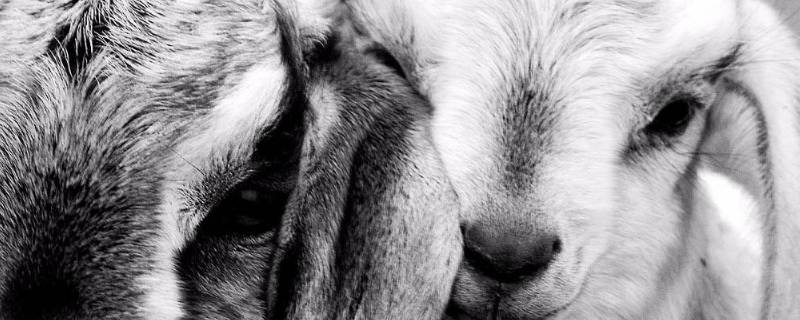 羊脑和羊眼睛能吃吗(羊眼睛能吃吗?)