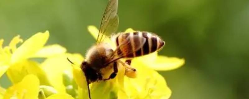 蜜蜂最怕什么味道会跑快,蜜蜂最怕什么味道会跑一