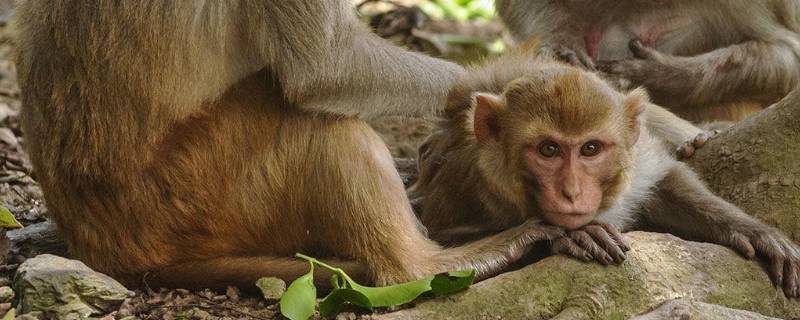 猴子寿命一般在多少年左右(猴子寿命多长?)