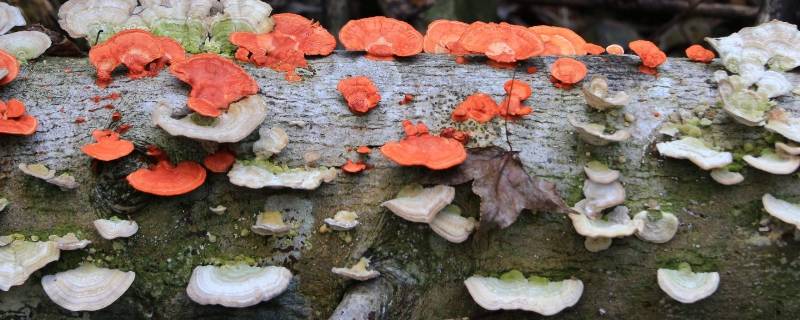 农村常见的毒蘑菇(农村常见的无毒蘑菇)