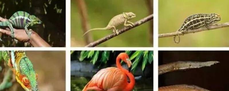 热带雨林常见动物(热带雨林常见动物图片)