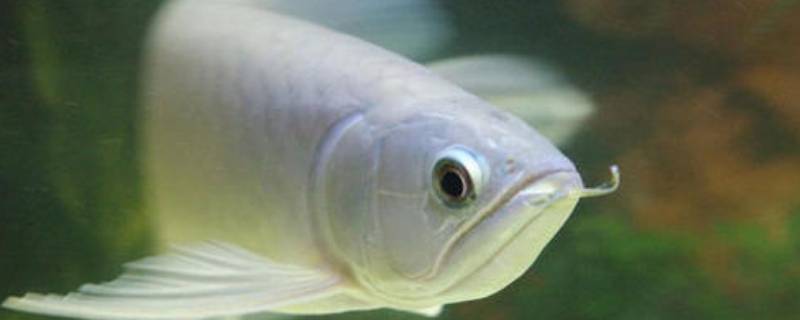 又薄又扁的鱼叫什么鱼(眼睛和嘴巴都在下面(又薄又扁的鱼叫什么鱼)