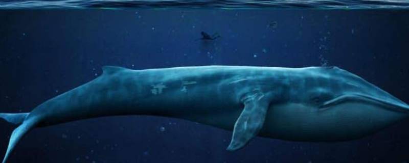鲸鱼睡不睡觉(鲸鱼怎么喂奶)