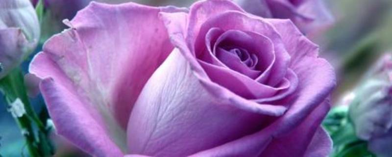 9朵紫玫瑰代表什么意思(四朵紫玫瑰代表什么意思)
