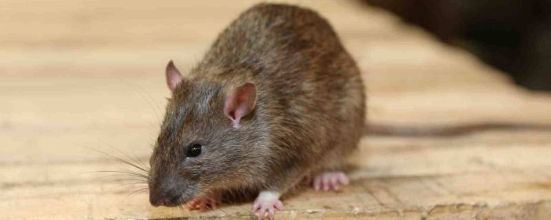 老鼠肉能吃吗?对身体哪些危害?,老鼠肉能吃吗会有病毒吗