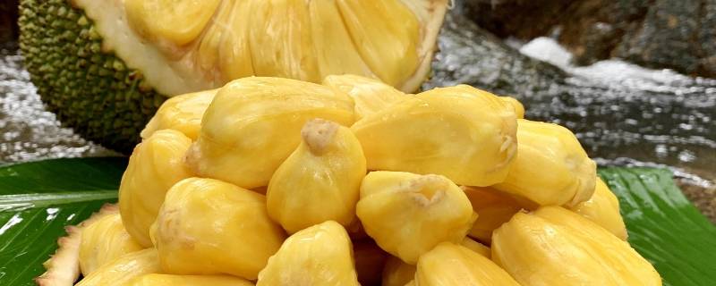 海南菠萝蜜与越南菠萝蜜有什么区别(越南菠萝蜜和海南菠萝蜜哪个好吃)