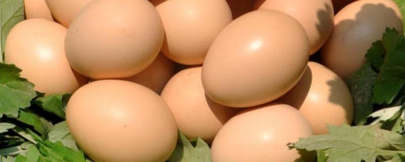 做实蛋10个鸡蛋放多少水(蒸实蛋水和蛋的比例)