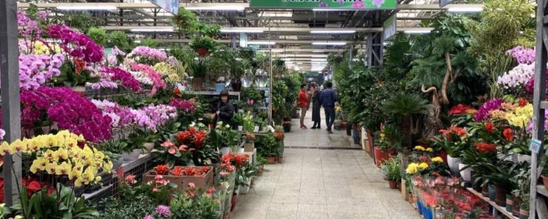 北京批发花卉的市场都在哪里,北京花卉批发市场都有哪些地方?
