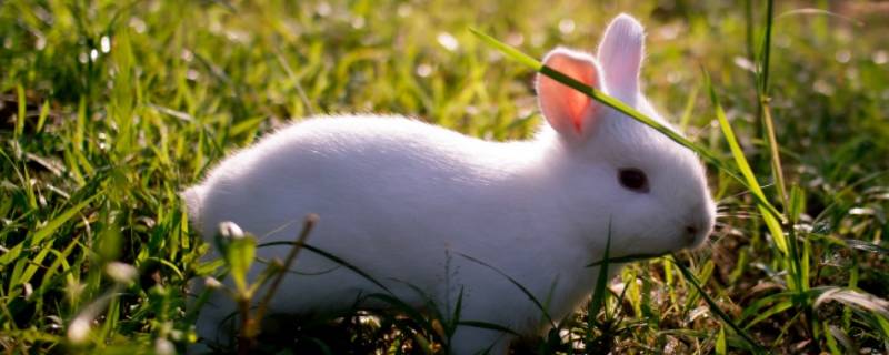 小白兔的外形特点和生活特征二年级,小白兔的外形特点和生活特征作文