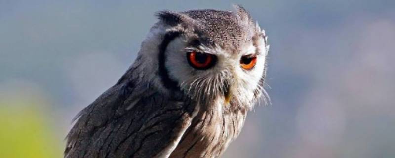 猫头鹰眼睛的特点和功能,猫头鹰眼睛的特点和本领