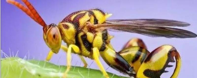 蚂蜂与马蜂区别(马蜂和蚂蚁)