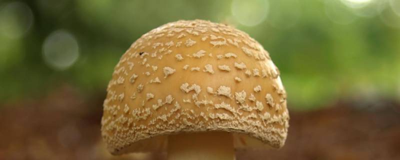 蘑菇时间久了长白毛还能吃吗(蘑菇长了白毛还能吃吗)